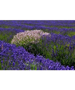 Hady Khandani, WHITE AND PURPLE LAVENDER - OLYMPIC PENINSULA - USA 4