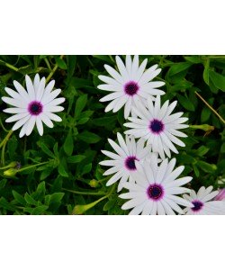 Hady Khandani, WHITE BLOSSOMS WITH PURPLE CORE