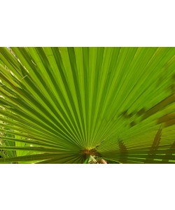 Hady Khandani, WINDMILL PALM 1