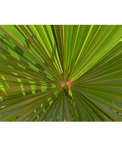 Hady Khandani, WINDMILL PALM 2