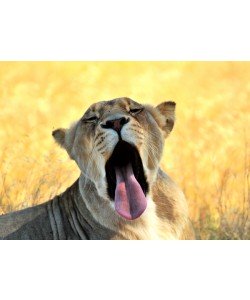 Hady Khandani, YAWNING LIONESS