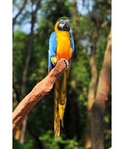 Hady Khandani, YELLOW PARROT 2