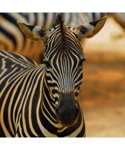 Hady Khandani, ZEBRA - SQUARE PORTRAIT