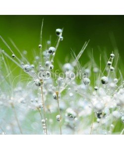 Hassan Akkas, Dandelion seeds with drops