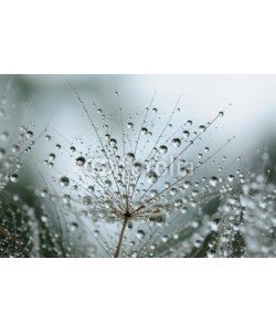 Hassan Akkas, dandelion seeds with drops