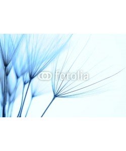 Hassan Akkas, dandelion seeds