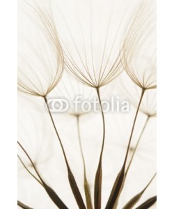 Hassan Akkas, dandelion seeds