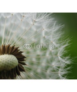 Hassan Akkas, dandelion seeds