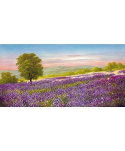 Heinz Schölnhammer, Lavender Field