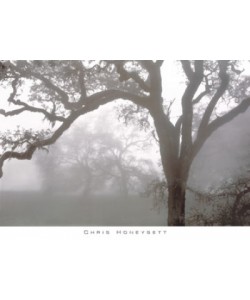 Chris Honeysett, Oaks in Fog, Mendocino
