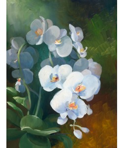 Sylvie Vernageau, Phalaenopsis blanc