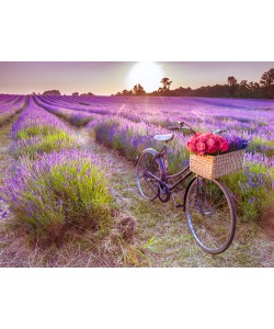 Assaf Frank, Lost Emotions