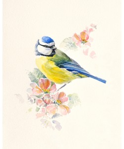 Hilary Mayes, Blue Tit