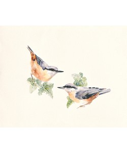 Hilary Mayes, Nuthatches