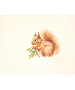 Hilary Mayes, Red Squirrel