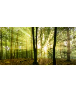 Rolf Fischer, Nebelstimmung mit Sonne im Wald