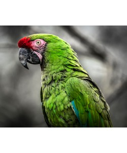 Ronin, Green Ara Parrot