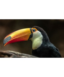 Ronin, The Toucan