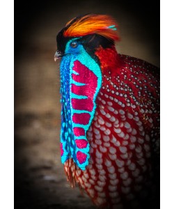 Ronin, Tropical Bird