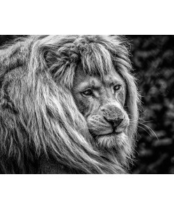 Ronin, the male Lion