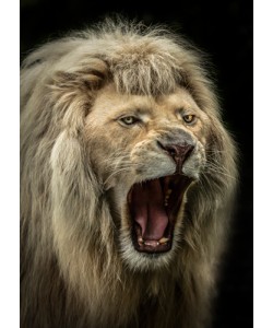 Ronin, The Lion Roars