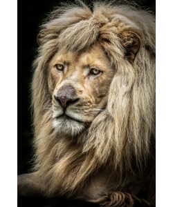 Ronin, The white Lion II