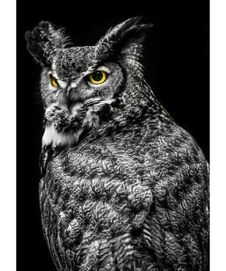 Ronin, Wisdom Owl II