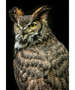 Ronin, Wisdom Owl III