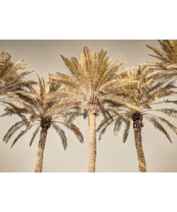 Assaf Frank, Palm Trees I
