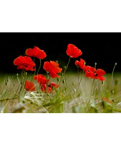 Rolf Fischer, Roter Klatschmohn im Kornfeld