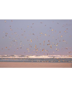 Georges-Félix Cohen, Birds