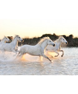 Georges-Félix Cohen, Horses