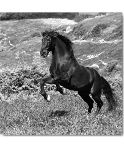 Jorge Llovet, Island Horse