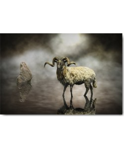 Michiel Visser, Sheep