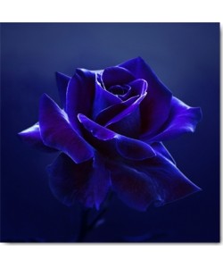 Lily Seidel, Midnight Rose