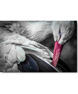 Ronin, The Stork