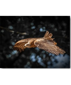 Ronin, Red Kite flies