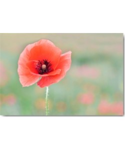 Gaelle Strohmenger, Coquelicot