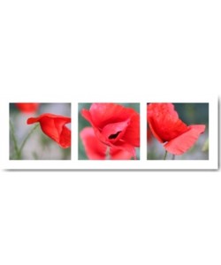 Mira, Mohn