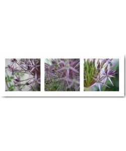 Mira, Allium I
