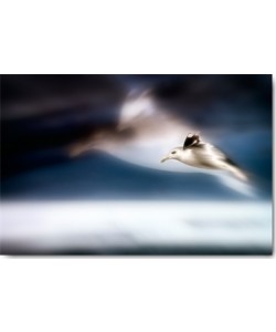Uwe Steger, Dreamfly