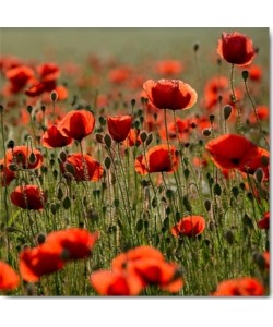 Uwe Steger, Poppy Zone