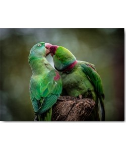 Ronin, Green Parrot I