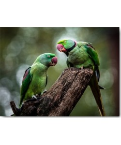 Ronin, Green Parrot II