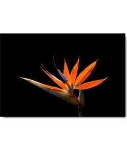 Volker Brosius, Strelitzia