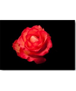 Volker Brosius, Rose rot