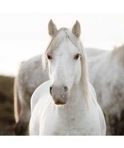 Jorge Llovet, Horse