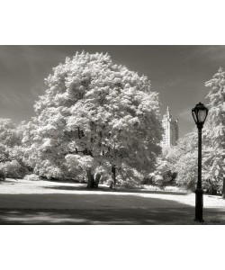 Ralf Uicker, Central Park Tree