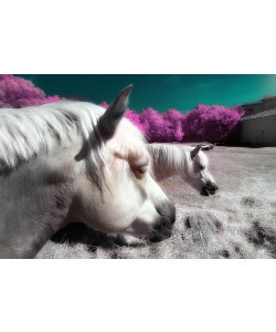 Tonee Gee, Fantasy Horses