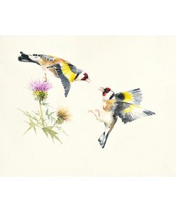 Hilary Mayes, Goldfinches